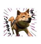 柴犬_ゆず（個別スタンプ：6）