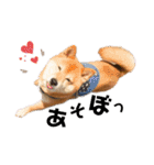 柴犬_ゆず（個別スタンプ：7）