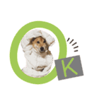 柴犬_ゆず（個別スタンプ：8）