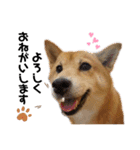 柴犬_ゆず（個別スタンプ：9）