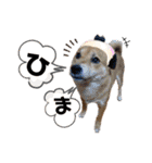 柴犬_ゆず（個別スタンプ：10）