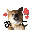 柴犬_ゆず（個別スタンプ：11）