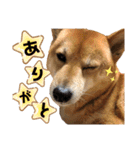 柴犬_ゆず（個別スタンプ：12）