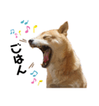 柴犬_ゆず（個別スタンプ：13）