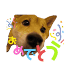 柴犬_ゆず（個別スタンプ：14）