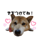 柴犬_ゆず（個別スタンプ：15）