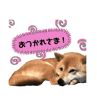 柴犬_ゆず（個別スタンプ：16）