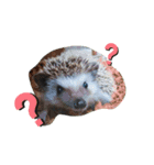 ボーダーコリーとハリネズミ（個別スタンプ：8）