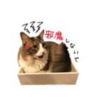 むぎてんファミリー2（個別スタンプ：1）
