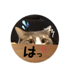 むぎてんファミリー2（個別スタンプ：5）