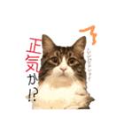 むぎてんファミリー2（個別スタンプ：8）