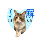 むぎてんファミリー2（個別スタンプ：33）
