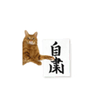 貫禄の猫。シンバ第2弾。（個別スタンプ：1）