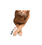 貫禄の猫。シンバ第2弾。（個別スタンプ：2）
