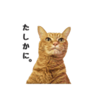 貫禄の猫。シンバ第2弾。（個別スタンプ：3）