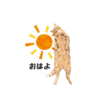 貫禄の猫。シンバ第2弾。（個別スタンプ：4）