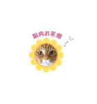 貫禄の猫。シンバ第2弾。（個別スタンプ：5）