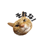 貫禄の猫。シンバ第2弾。（個別スタンプ：6）