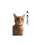 貫禄の猫。シンバ第2弾。（個別スタンプ：9）