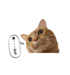 貫禄の猫。シンバ第2弾。（個別スタンプ：10）