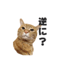 貫禄の猫。シンバ第2弾。（個別スタンプ：11）