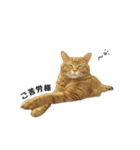 貫禄の猫。シンバ第2弾。（個別スタンプ：12）