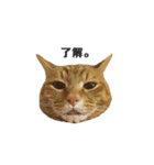 貫禄の猫。シンバ第2弾。（個別スタンプ：13）