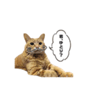 貫禄の猫。シンバ第2弾。（個別スタンプ：14）