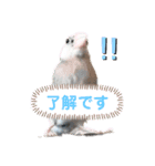 桜文鳥のるうくん普段使いのスタンプ（個別スタンプ：1）