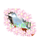 桜文鳥のるうくん普段使いのスタンプ（個別スタンプ：3）