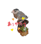 桜文鳥のるうくん普段使いのスタンプ（個別スタンプ：5）