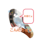 桜文鳥のるうくん普段使いのスタンプ（個別スタンプ：6）