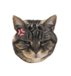 ねこのりりちゃん（個別スタンプ：2）