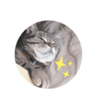 ねこのりりちゃん（個別スタンプ：6）