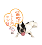 しめぎけわんこスタンプ2（個別スタンプ：1）