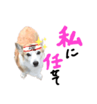 しめぎけわんこスタンプ2（個別スタンプ：6）
