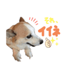 しめぎけわんこスタンプ2（個別スタンプ：10）