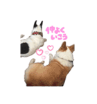 しめぎけわんこスタンプ2（個別スタンプ：16）