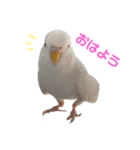 うちのインコーズ（個別スタンプ：1）