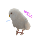 うちのインコーズ（個別スタンプ：2）