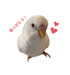 うちのインコーズ（個別スタンプ：5）