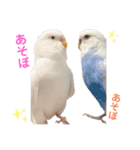 うちのインコーズ（個別スタンプ：6）