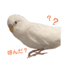 うちのインコーズ（個別スタンプ：7）