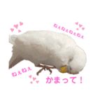 うちのインコーズ（個別スタンプ：8）