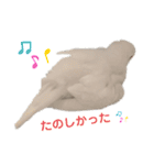うちのインコーズ（個別スタンプ：10）