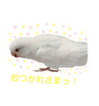 うちのインコーズ（個別スタンプ：11）