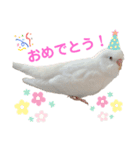 うちのインコーズ（個別スタンプ：12）