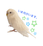 うちのインコーズ（個別スタンプ：13）