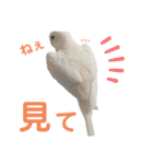 うちのインコーズ（個別スタンプ：14）