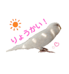 うちのインコーズ（個別スタンプ：15）
